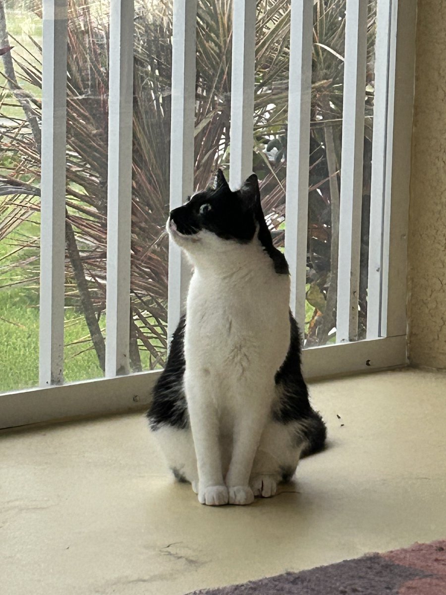 Good morning from Jetson the 🐱 cat 🐈