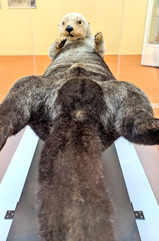 もふぞう (@mofuzoh) / Posts / X