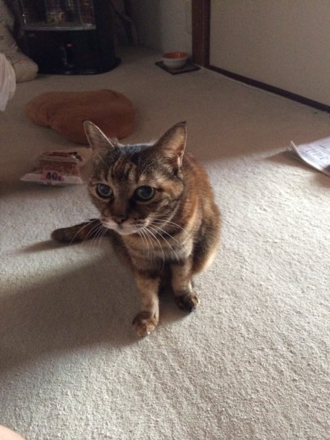 世田谷の山ちゃん on X