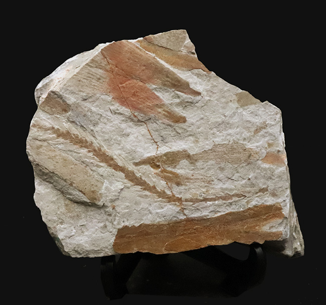 化石・鉱物・隕石販売の化石セブン on X