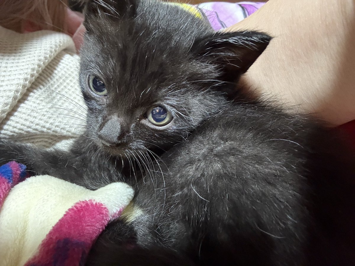 micorio0413's tweet photo. 黒猫の日に間に合いませんでしたが、新しく家族になった次男です。
八雲という名前です。
#黒猫 https://t.co/eefJH6R72L
