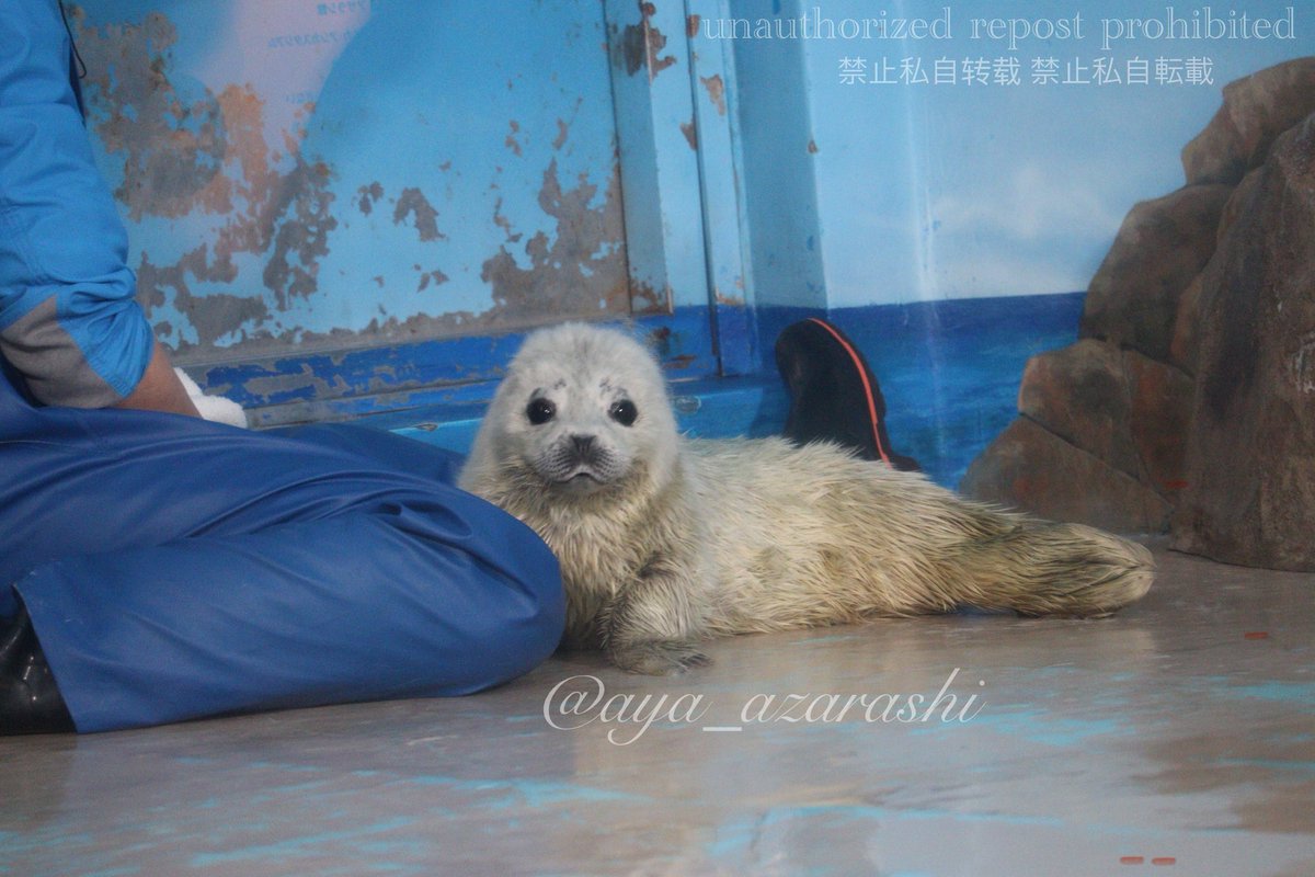 一番かどうか分からないけど #今年も残りわずかなので今年一番伸び