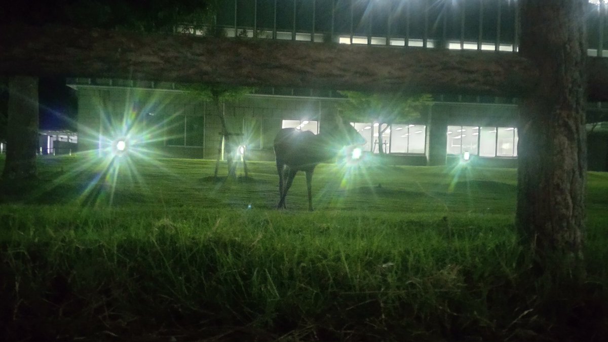 閉廷後の裁判所で草食ってた神の使い