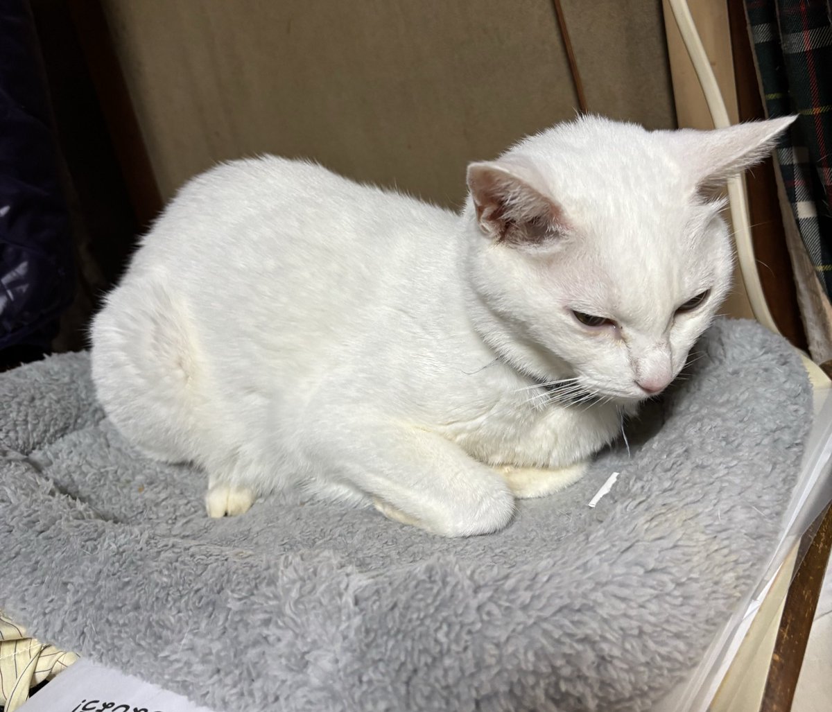 きじとら様 キジネコ様 (@Motidukineko) / Posts / X