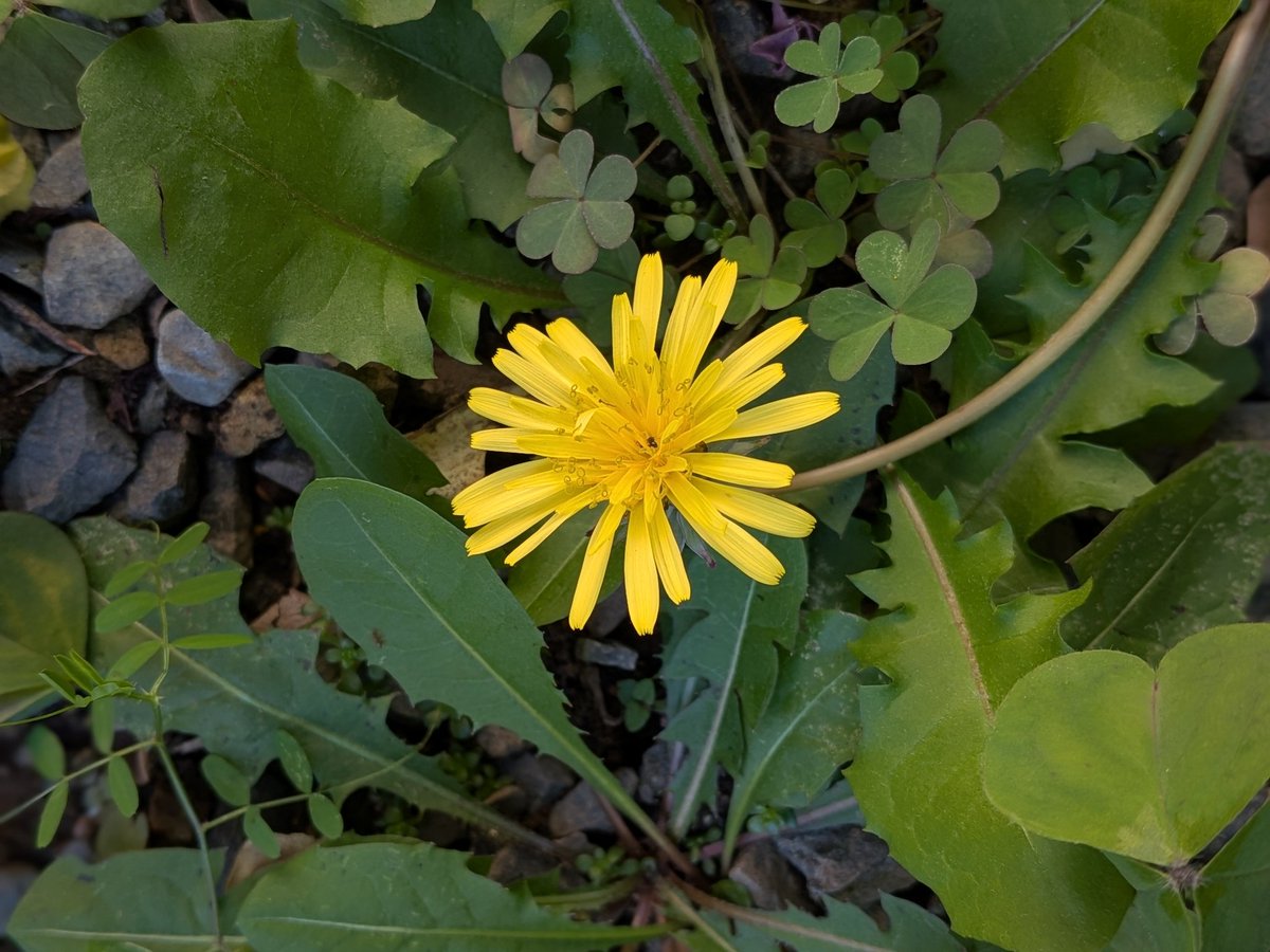 nyantas　復帰します。待っていて下さってありがとうございます🙇‍♀️✨ tweet media