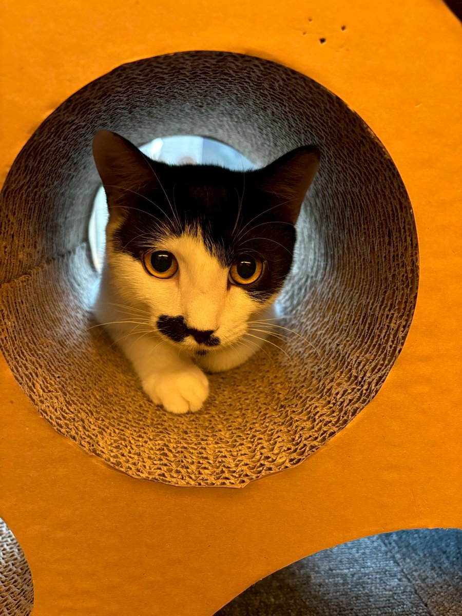 花ねこ千葉 公式アカウント on X