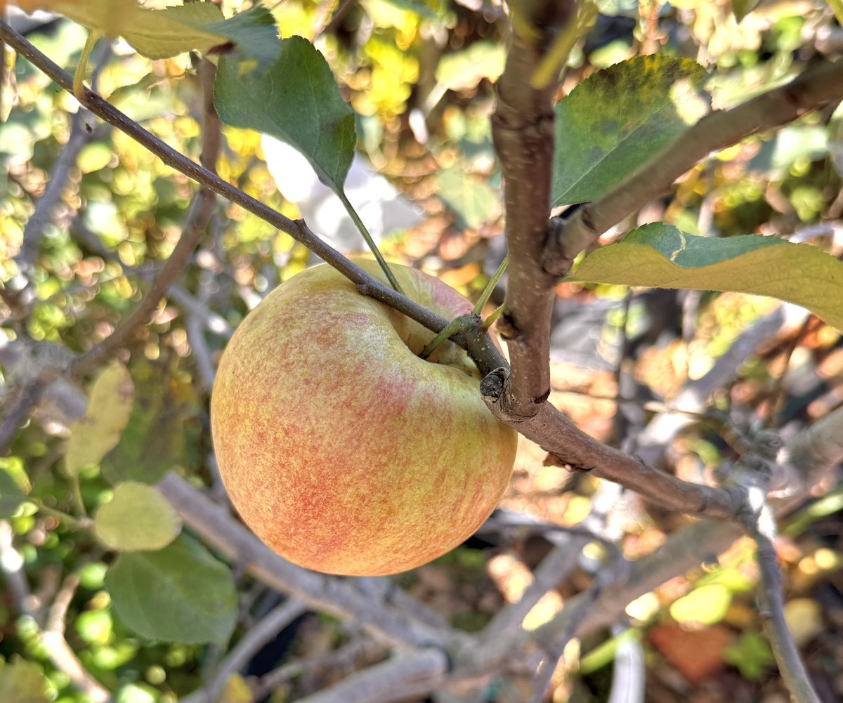 果樹栽培が大好き on X