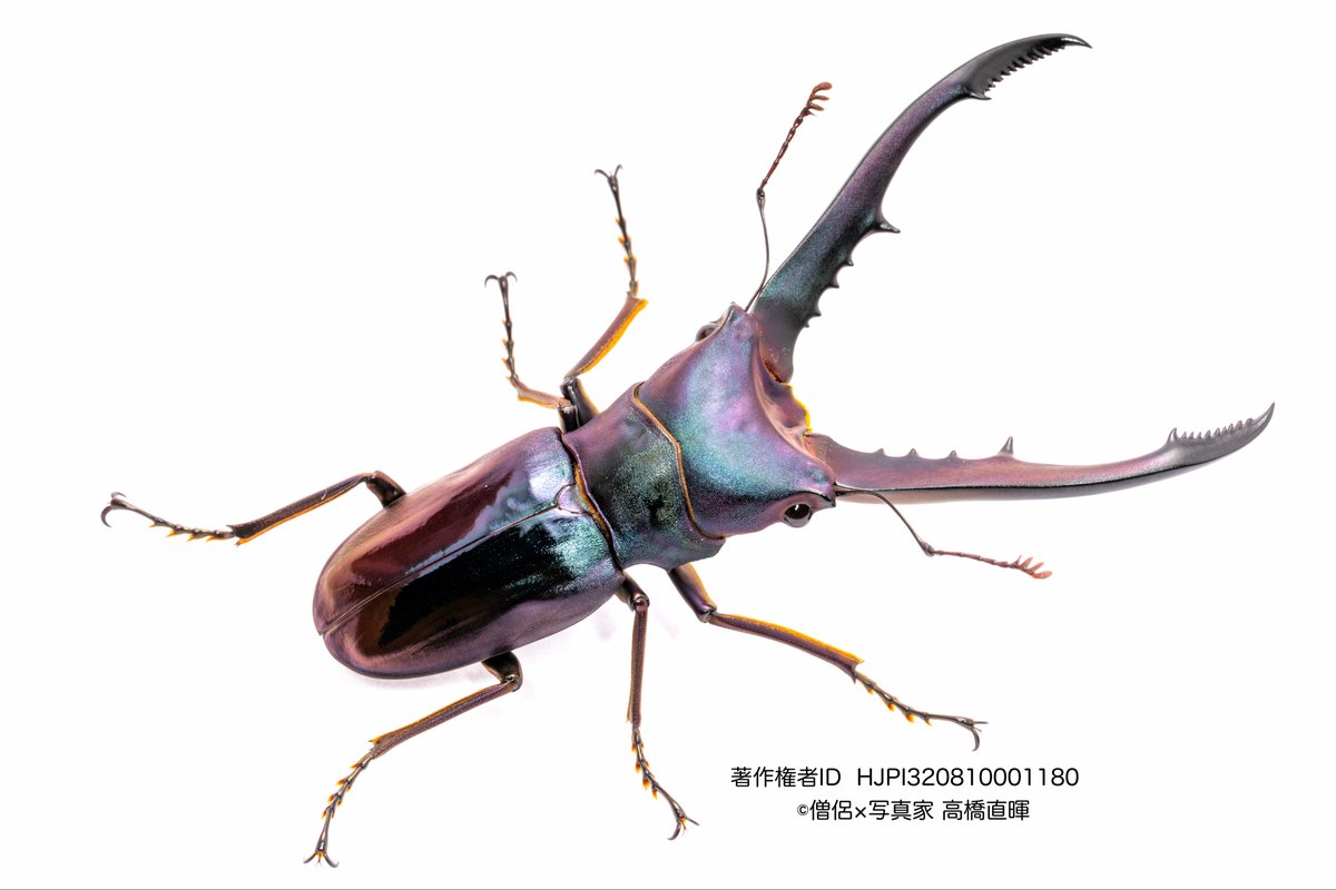 僧侶×写真家 高橋直暉 on X