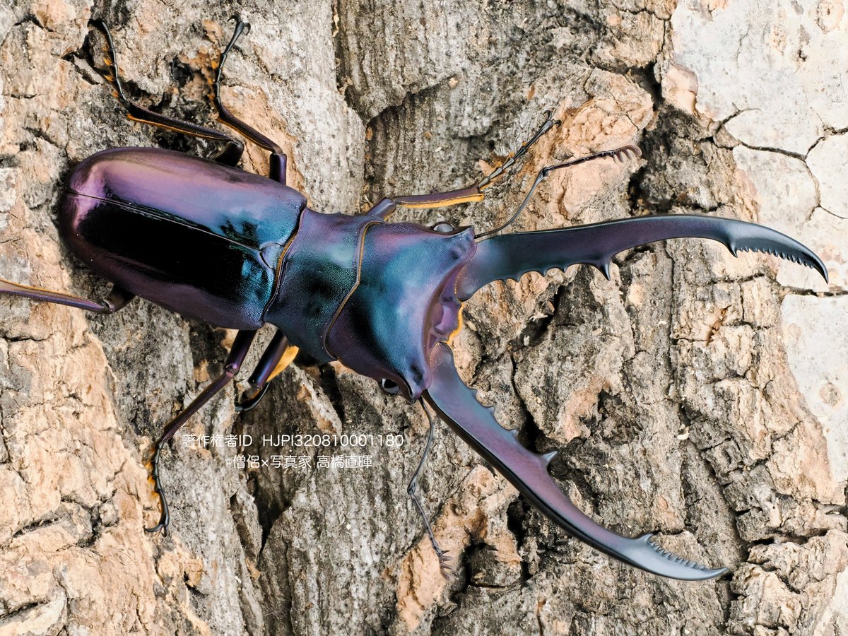 僧侶×写真家 高橋直暉 on X