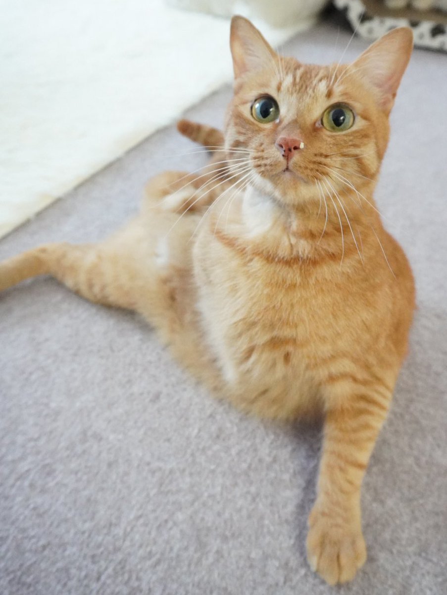 にゃんちゅー (@Nyanchu_1011) / Posts / X