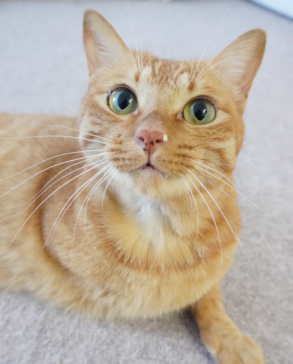 にゃんちゅー (@Nyanchu_1011) / Posts / X