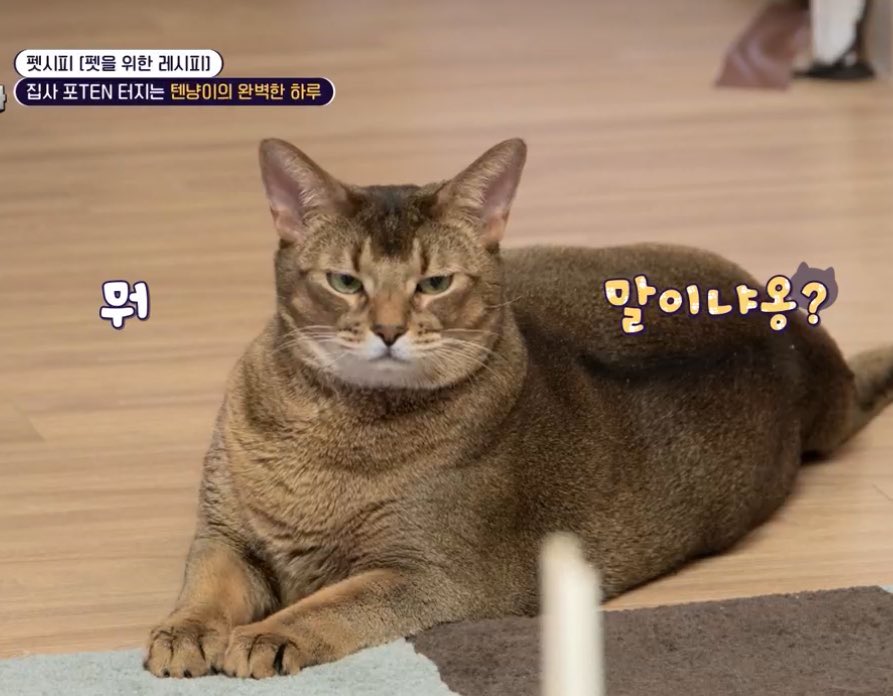 คีย์เวิร์ด แมวอ้วนๆ หน้าเหวี่ยงๆ5555555555555555