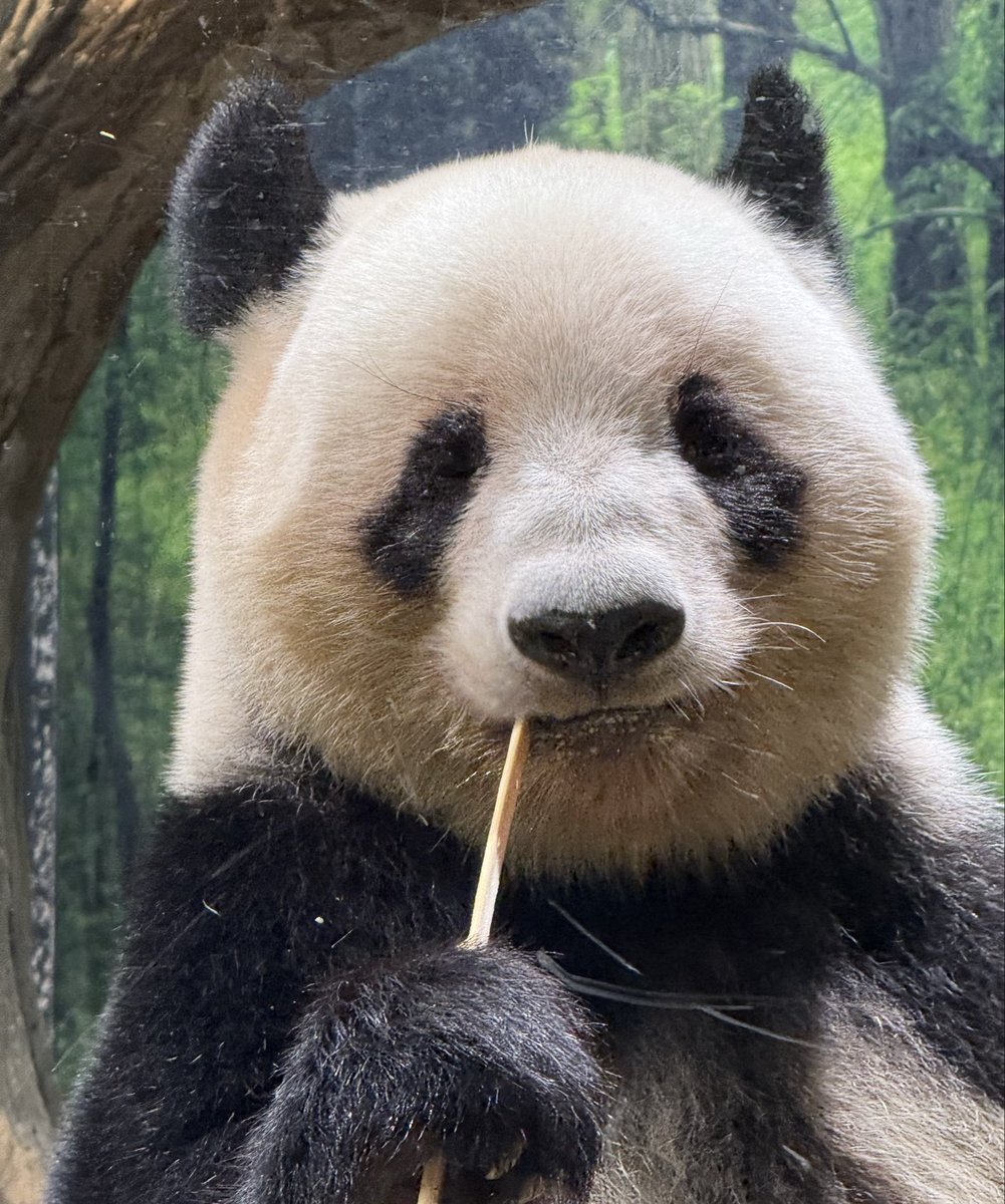 パンダ産みたい on X