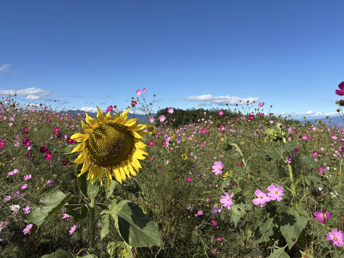 今日は仕事がお休みだったので、近くのコスモスがきれいな丘へ行ってNOVA君ごっこしてきました🥰
ものすごい風で寒かったけれどまだひまわりが咲いていました🌻
春にはネモフィラが咲くそうです。楽しみです☺️