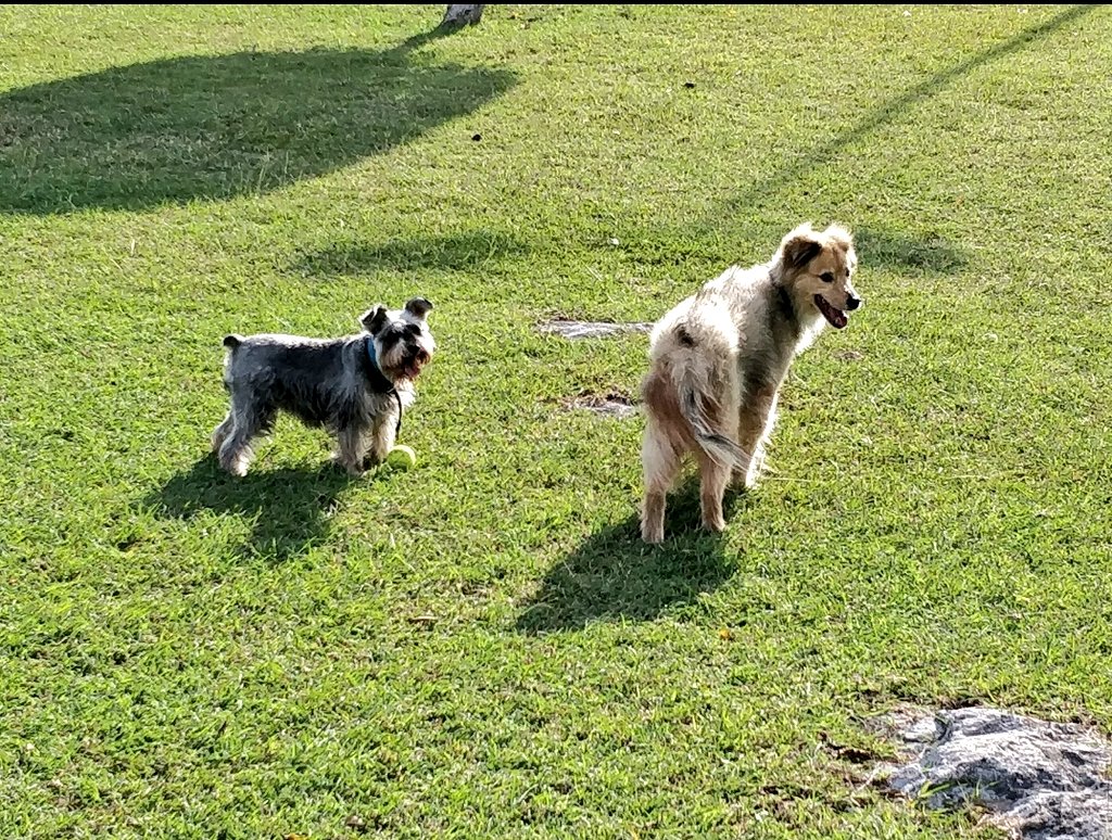 Balto &amp; Lola. 😭