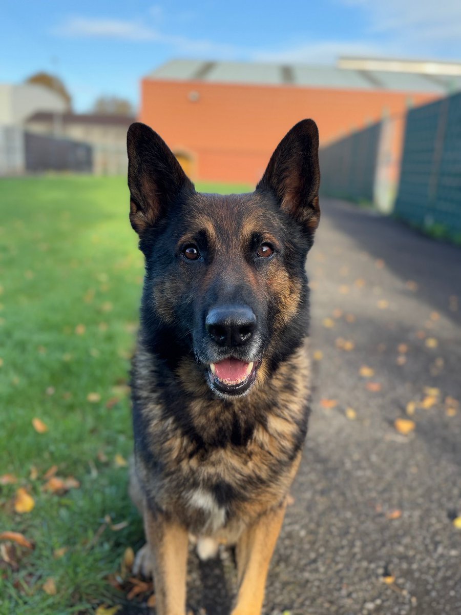 A team of Burglar’s were out on Sirons in the Upper Mill area.
TVIU and XD made to the area, TVIU sighted a  Mercedes that had just been stolen.
A short pursuit before the occupants fled on foot.
After a lengthy track PD Kyp tracked &amp; located 1 of the suspects.
Great work team🐾