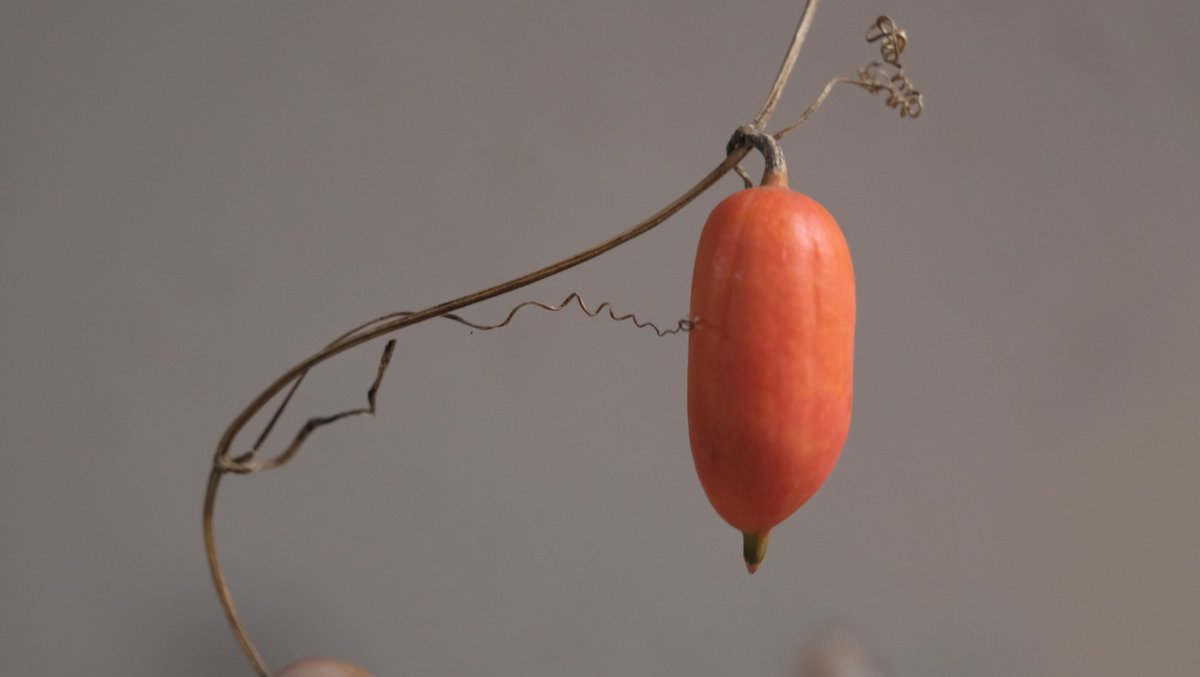 茄瓜 やつはし on X