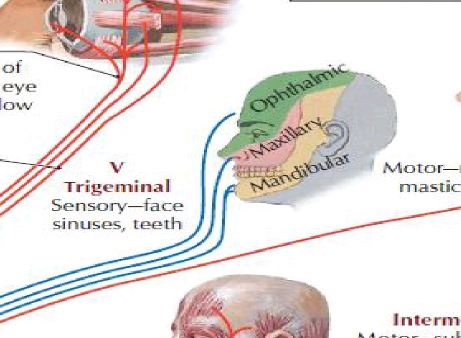 5pinoThalamicus's tweet photo. Trigeminus kuase tige!! #Medstud https://t.co/3vZTOmQ4Ec