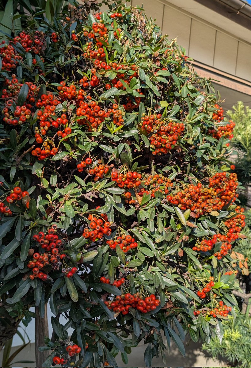 にこ☺︎ くじちゃん on X