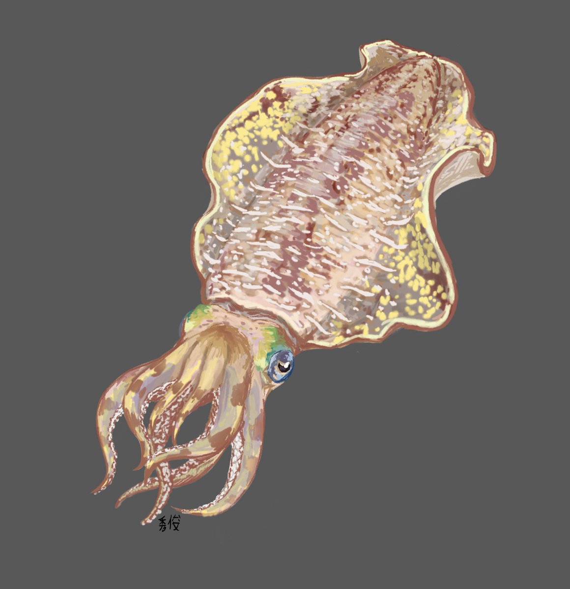 Hidet0shi1's tweet image. Don&apos;t squid!!
#squid #sketch