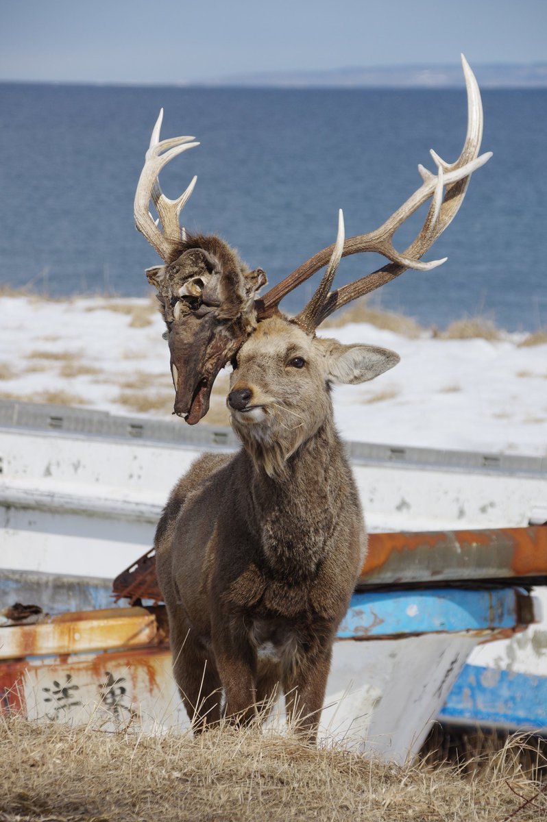 A deer / 鹿 Sika Deer | TheHunter: Call of the Wild Wiki | Fandom