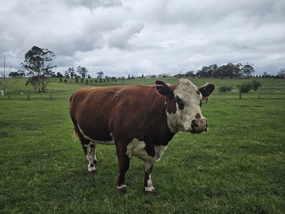 McPepiiVT's tweet photo. cow https://t.co/Vrw3KNLJQm