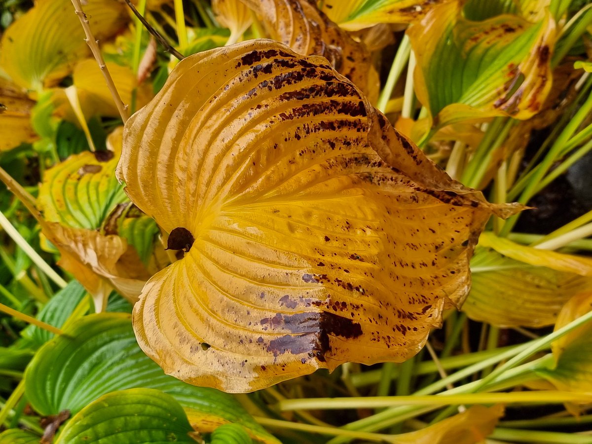 Mir scheint, der Goldene Oktober hat sich schon verabschiedet .... seit Tagen ist es nasskalt und stürmisch ...