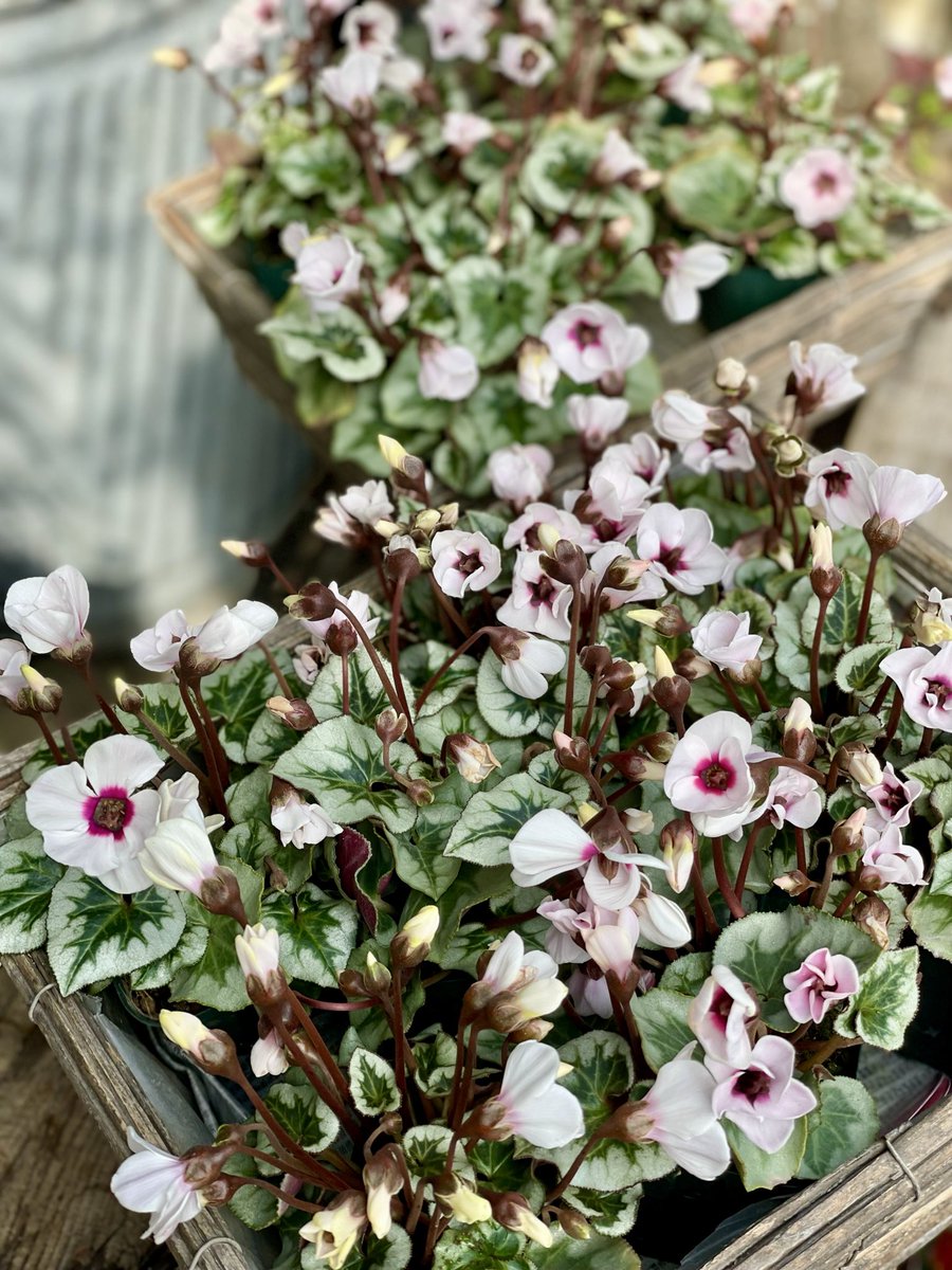 オリジナル ハンドメイド 春の木 セーラー(SAILOR) 万年筆四季織 SHIKIORI 雨音 春雨 はるさめ 万年筆