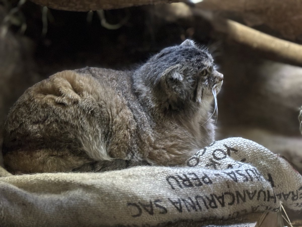 動物園へ行ってきた！キティアスランとポムポムカガリも連れて行った💜💛可愛くて美味しいものを食べたり、動物が元気で癒された☺️✨