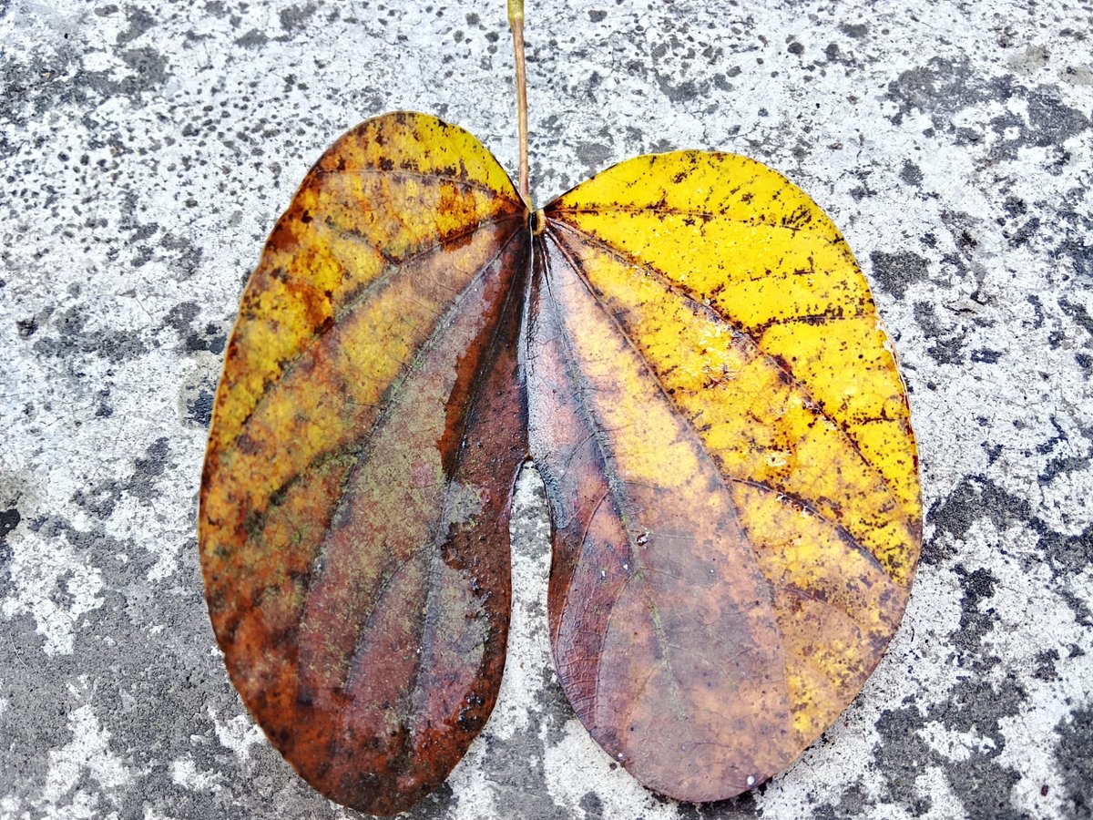 muqta_'s tweet photo. Autumn 🍁🍂 let go... https://t.co/AAegC9CxdT