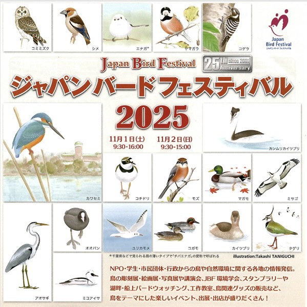 猛禽類学 猛禽類学 Amazon.co.jp: 猛禽類学 : 山崎 亨: Japanese Books