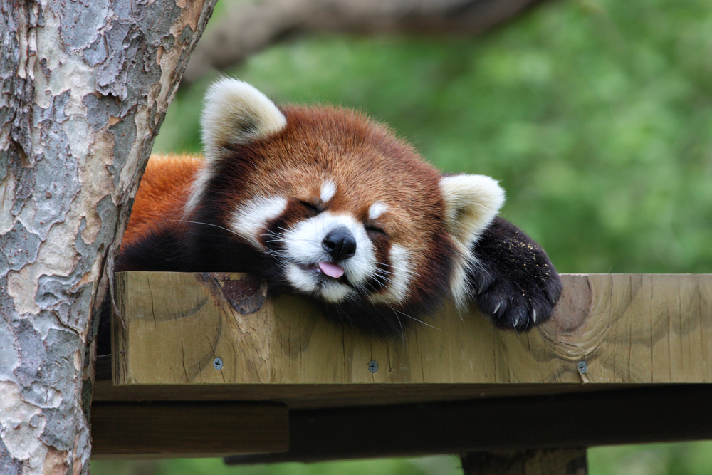 RedPandaEveryHr's tweet photo. https://t.co/2ivuOWkElU