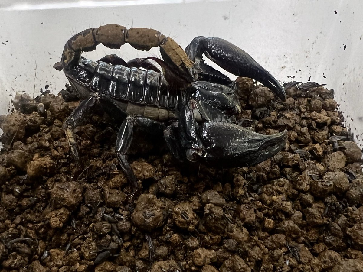 まさまる　アリ植物 mishima高岡店 on X