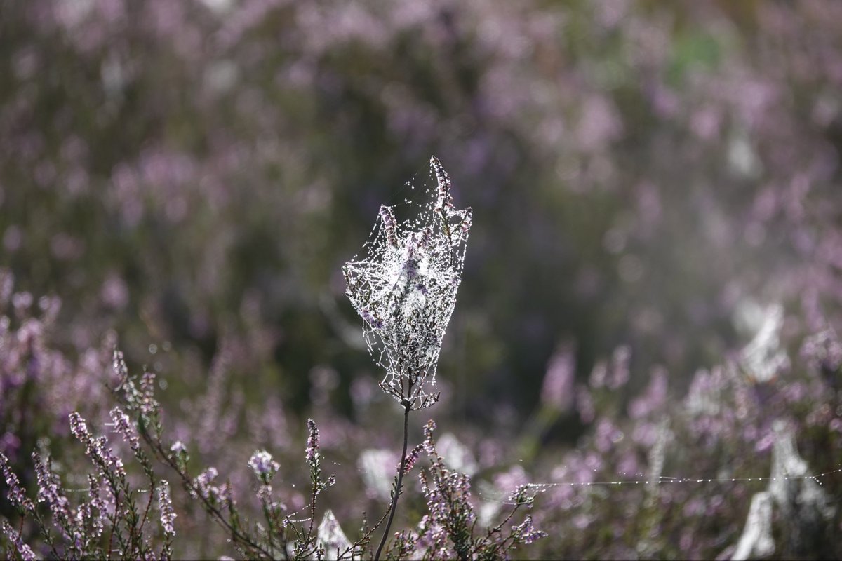 #fot_O_ktober #spinnenweb <a href="/jolandabrwr/">JoLaNDa_hobbyfotograaf</a>