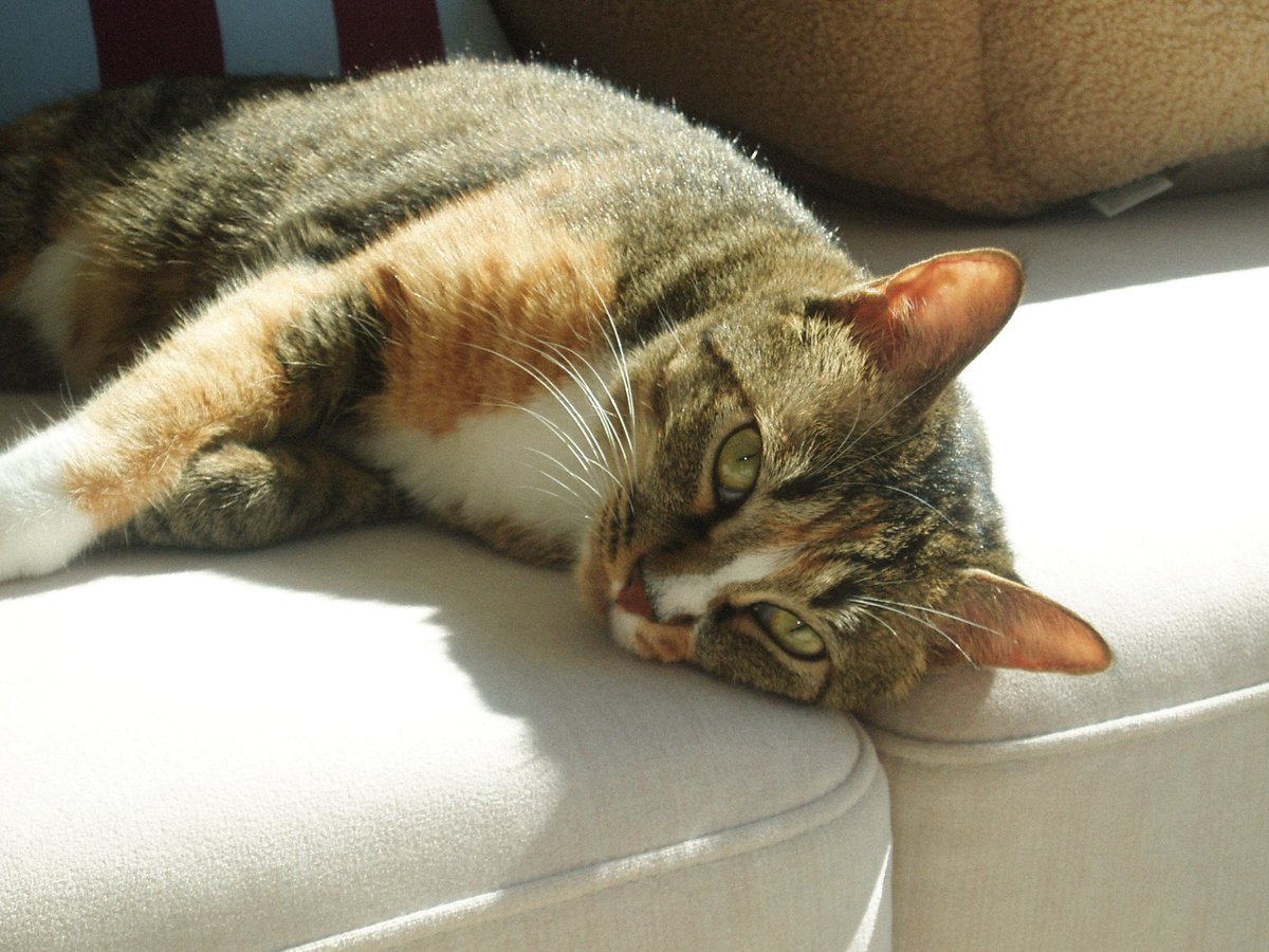 제 추구미는 저희 집 냥이요 . . . 💤