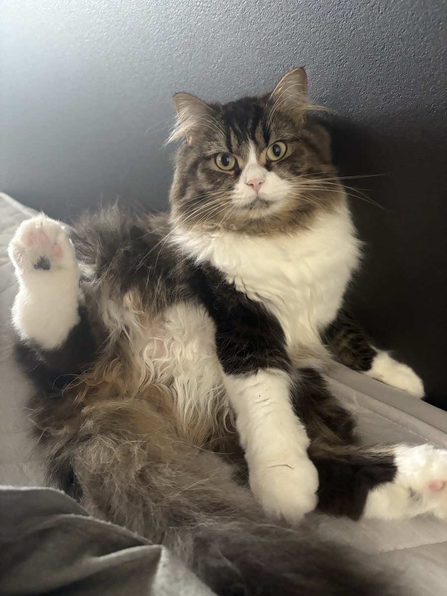 vivi猫 vivi@焼きそばの逆襲 on X