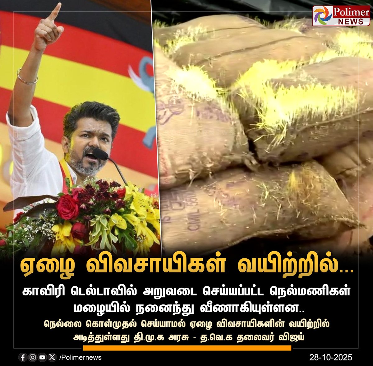 polimernews's tweet image. #JUSTIN  ||  காவிரி டெல்டாவில் அறுவடை செய்யப்பட்ட நெல்மணிகள் மழையில் நனைந்து வீணாகியுள்ளன - த.வெ.க தலைவர் விஜய் | #TamilNadu | #TNGovt | #Paddy | #TVKVijay | #TVK | #தமிழகவெற்றிக்கழகம் | #PolimerNews