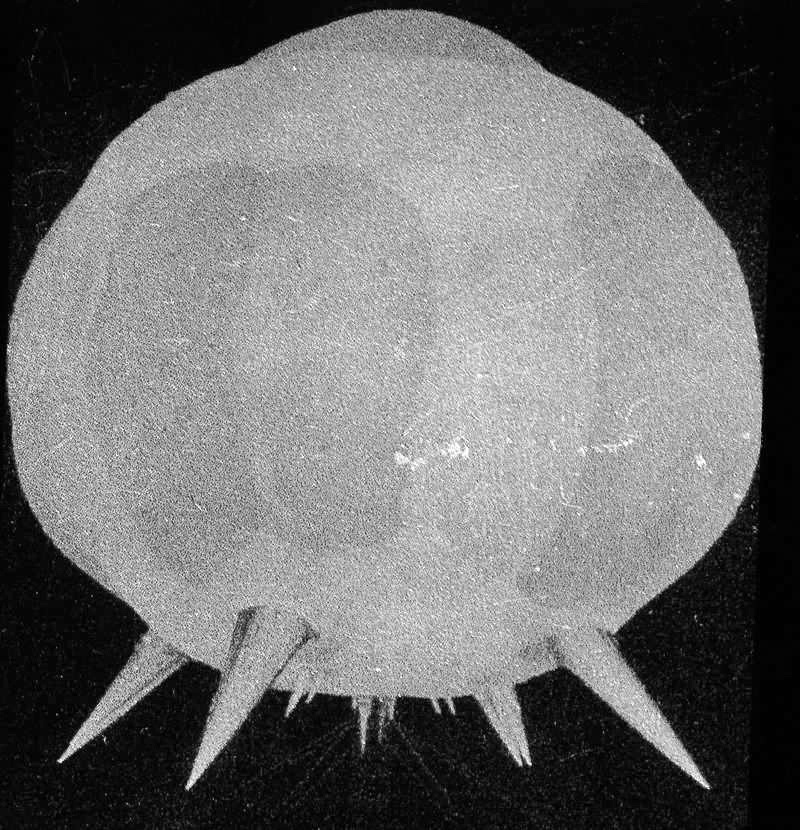 When France tested nuclear bombs on Algerian shepherds 

greenprophet.com/2025/10/the-li…