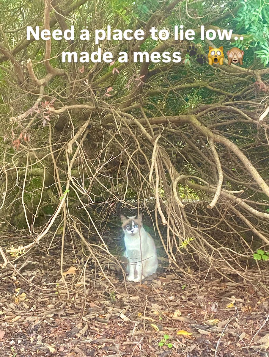 Both twins in the cat house today for dragging a dead bird into the finca &amp; de-feathering it around the kitchen. Lovely start to the day🤨🙈Happy Tuesday all ☀️☺️