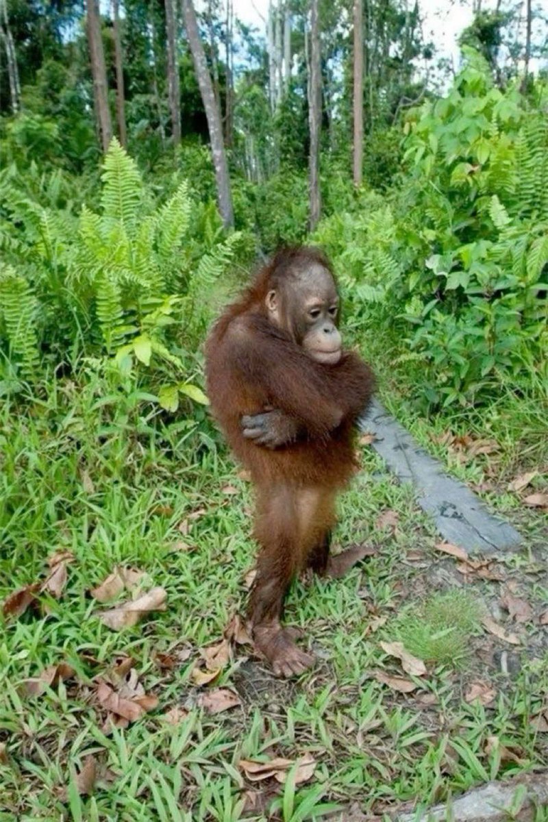 Çäthölistiç tweet media