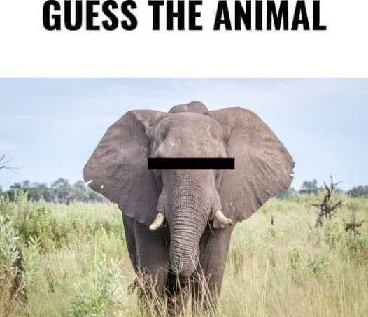 El_Fabricator's tweet image. Type 💩