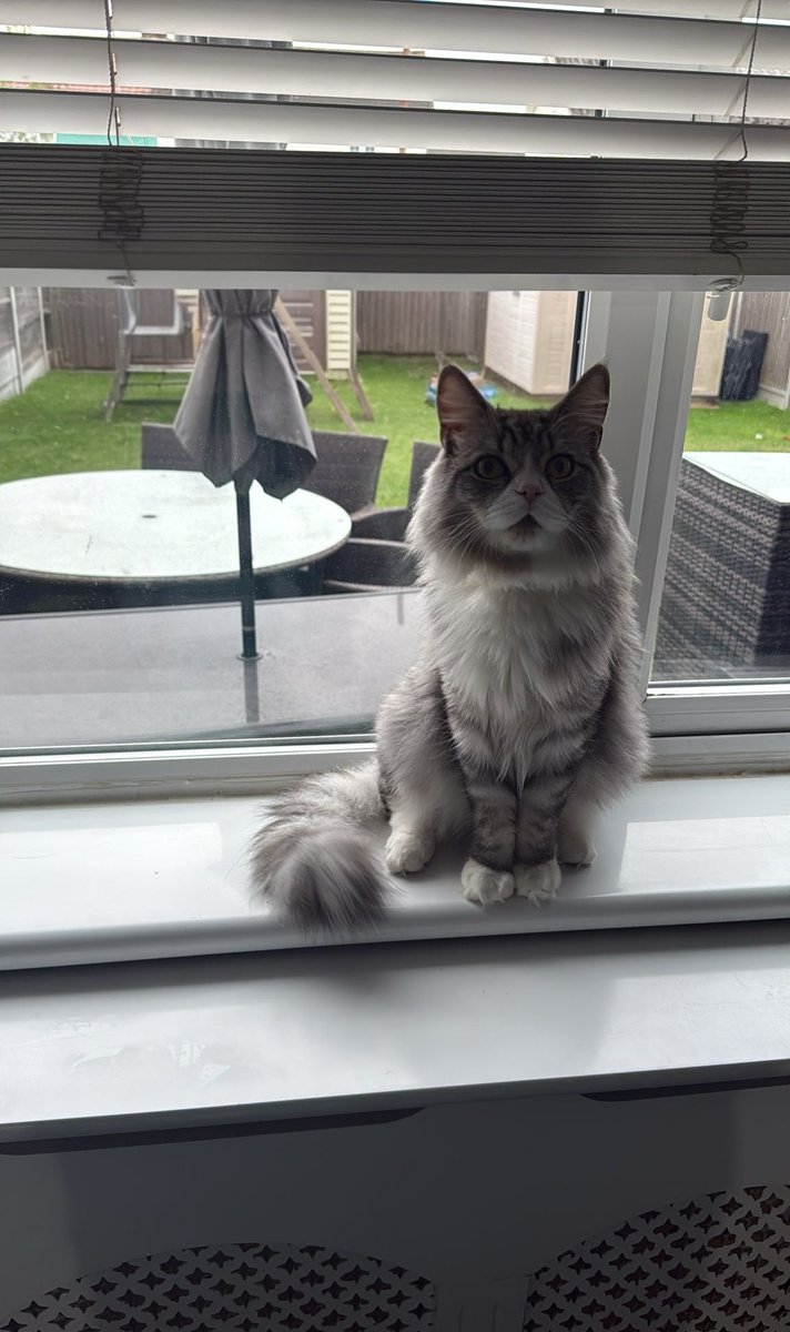 No Teddy you're not the Messiah. You're a very naughty boy