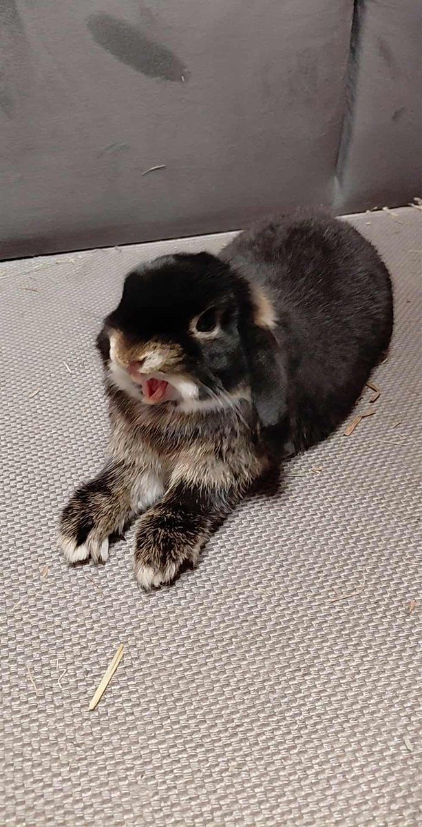 _Anythinglol's tweet photo. @Veigar_v2 Free roaming bunnies >> https://t.co/x3Ik16X1Oa