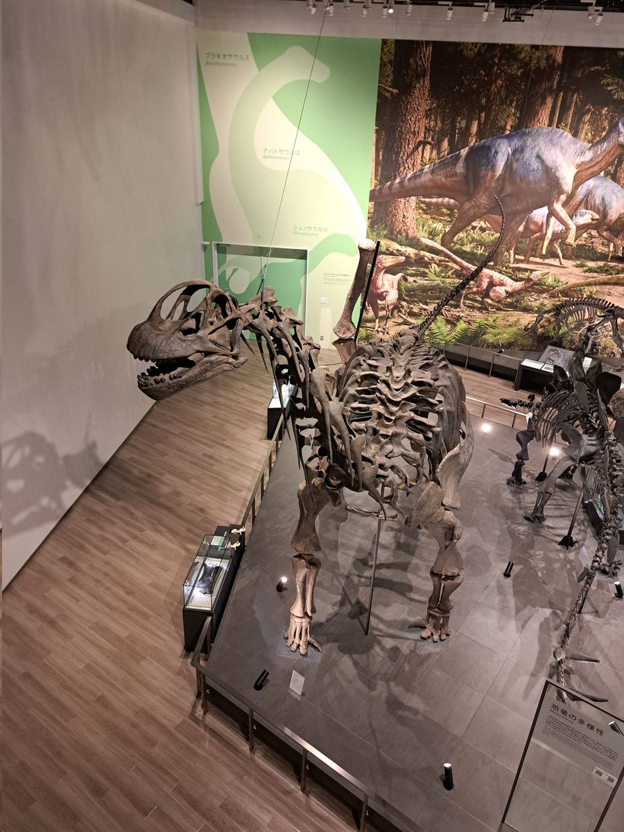 上から見たカマラサウルスって大きいですよね。ところでカマラサウルスの鼻の穴ってどこにあるかご存知ですか？是非当館で探してみてください！