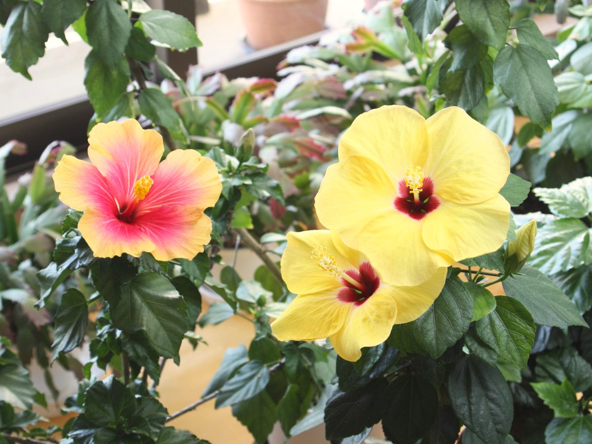 しょりん❣️Aloha～うさぎちゃん夏❣️ハイビスカス、ヤシの木フラワーアレジ しょりん❣️Aloha～うさぎちゃん夏❣️ハイビスカス、ヤシの木