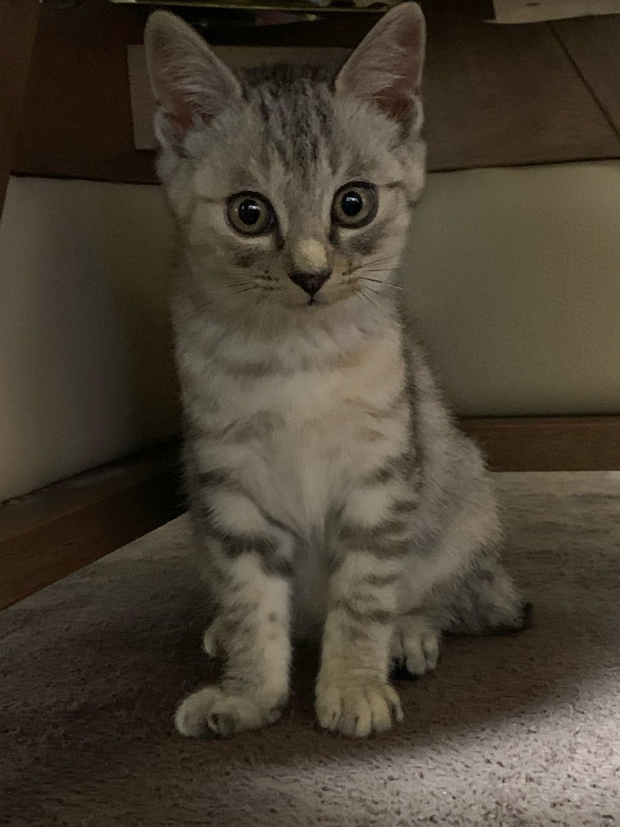 ハルちゃんちのママ on X