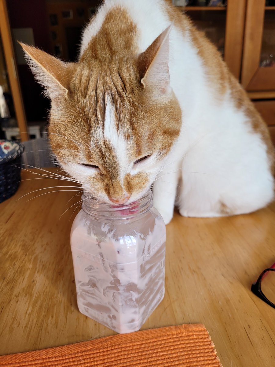 birgitlissowsky's tweet image. I love yoghurt so much, thank you mum 😻💕😽🐾🐾😸
#TongueOutTuesday #TuesdayFun #CatsOfTwitter #CatsAreFamily #cats #AdoptDontShop 🐈