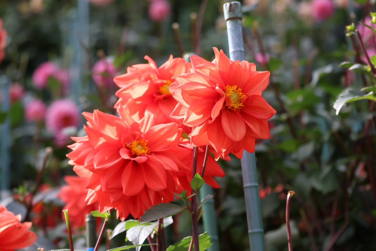 小春日和 KKP2338 桜づくし 二越ちりめん®多色プリント｜プリント