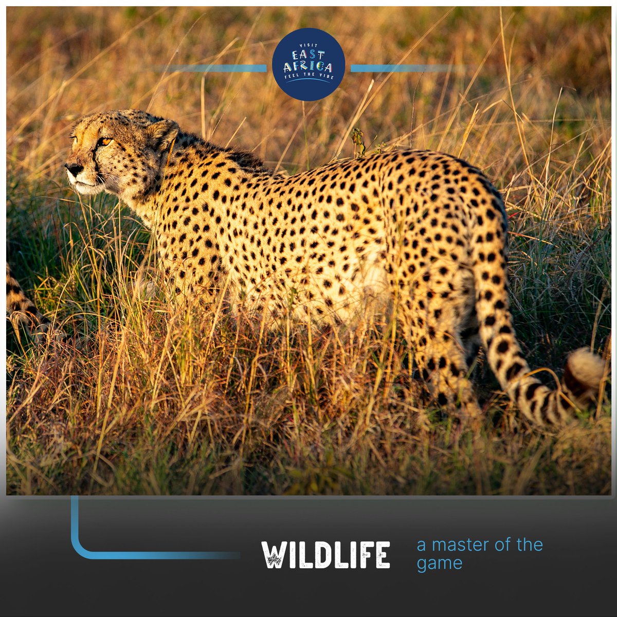 EAfeelthevibe's tweet photo. Mid-morning on the savanna. These cheetahs aren't just fast, they're pure grace and power. Watching them own this landscape is a total W for the day. Unfiltered nature💯 
#Cheetahs #WildLife #NatureWin #SafariVibes #TopTier #GoldenHour #visiteastafrica #feelthevibe https://t.co/ubmUzzTBlu