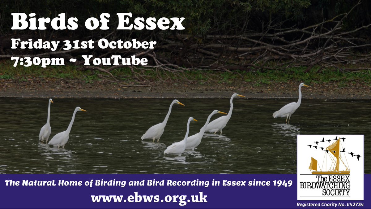 This month's Birds of Essex is on Friday 31st at 7:30pm. With the usual mix of news, photos and sightings it's going to be spooktacular! Watch live at youtube.com/live/uwz1qcVIo…
<a href="/EssexBirdNews/">EBwS Bird News</a> #essexbirding #birdsofessex